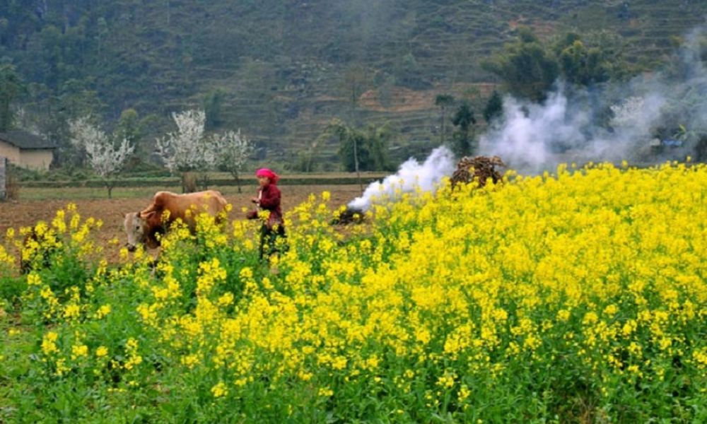 ha-giang-canola-flowers-and-highland-festivals